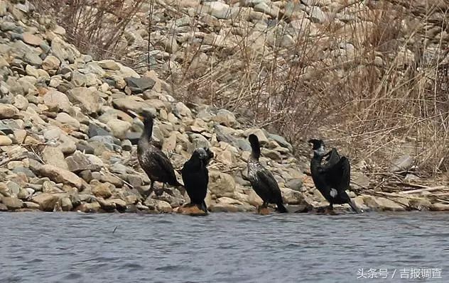 珲春首次发现鸬鹚让摄影师逮个正着