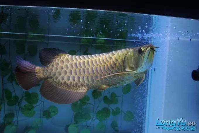 一招教你选龙鱼,龙鱼饲养经验交流