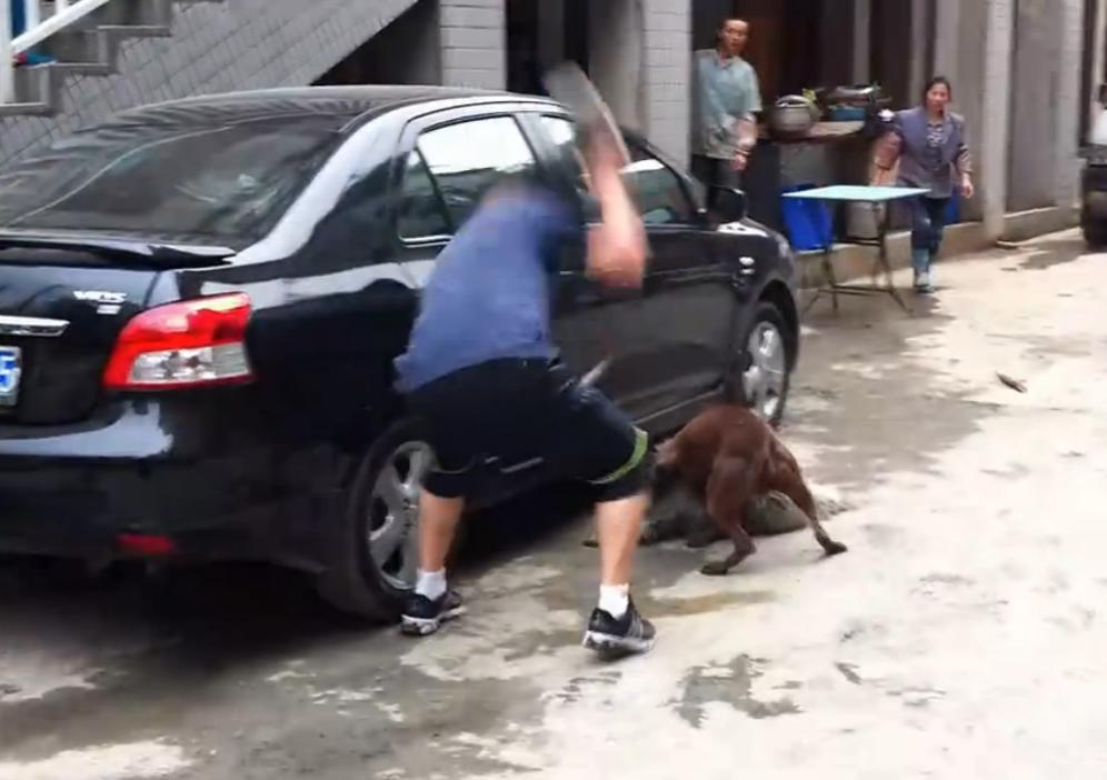 比特犬撕咬萨摩耶,主人屡次狠打比特犬,眼看就要置萨摩耶于死地