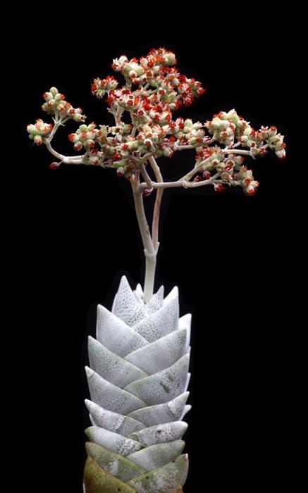 多肉开花了以后怎么处理,多肉开花枯了怎么办