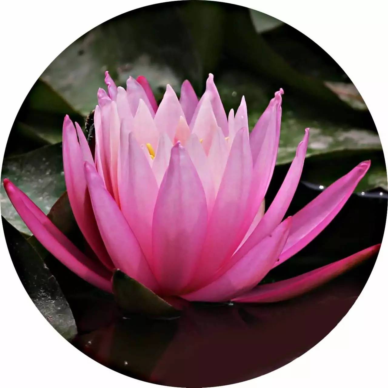 睡莲和荷花的区别在哪,睡莲与荷花有什么区别和联系