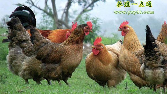 散养土鸡怎么办动物防疫许可证,散养鸡防疫全过程