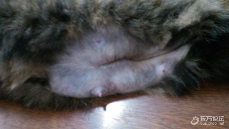 母猫难产死了什么样,母猫难产死亡原因