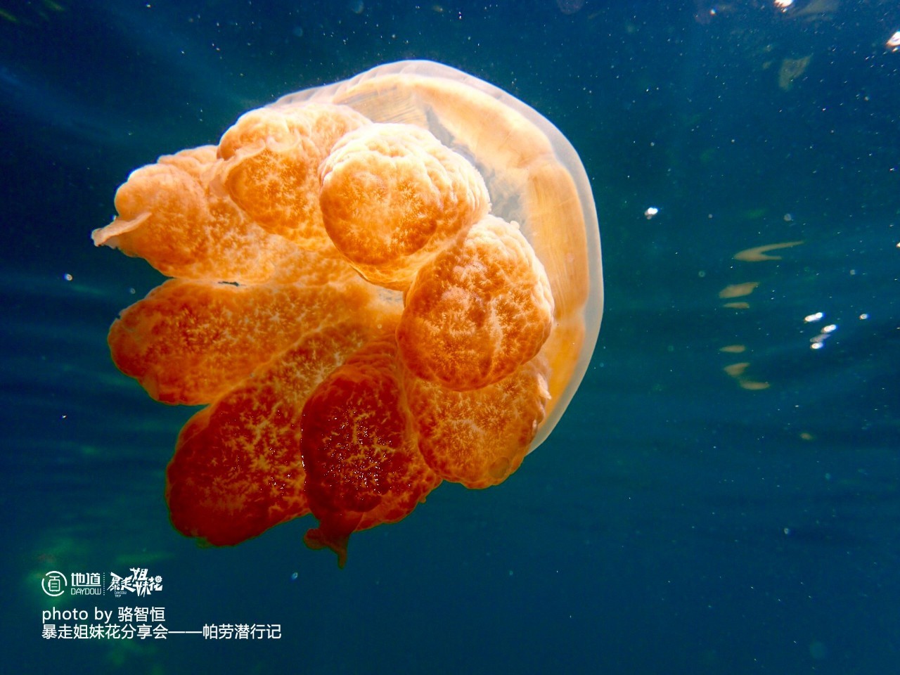 帕劳攻略,帕劳自由行全攻略