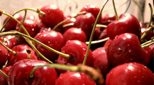 关于樱桃的那些事调查表,最近樱桃有什么问题吗