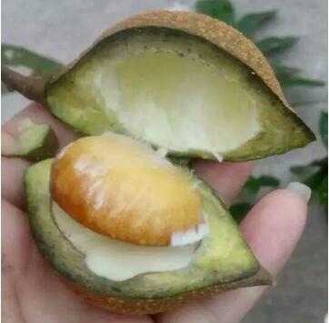 野生猕猴桃事件,误食了猕猴桃的毛