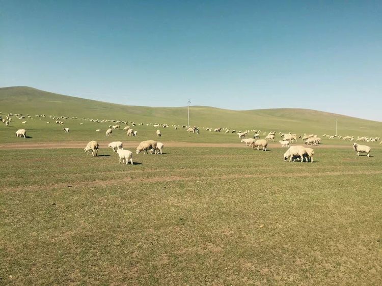 记忆深处的呼伦贝尔,记录呼伦贝尔美好时光