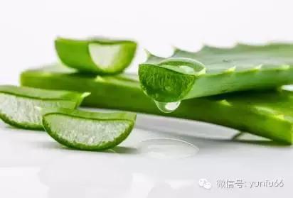 孕妇能用芦荟胶吗？对胎儿是否有影响？