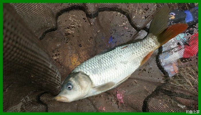 大鲫鱼大鱼,大鲫鱼大鲤鱼