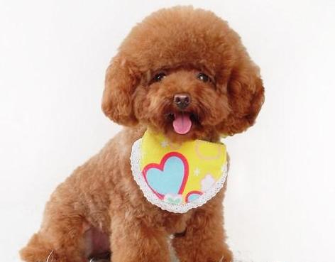 1个月泰迪犬晚上需要喂食吗,狗狗正确喂食时间表泰迪犬