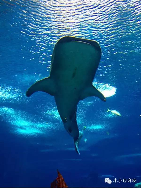 广州长隆动物园一日游攻略,长隆动物园和海洋公园哪个值得去