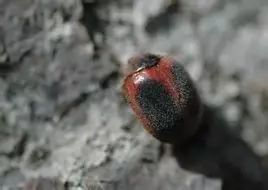 草履蚧怎么治疗最有效,核桃树草履蚧壳虫怎么治