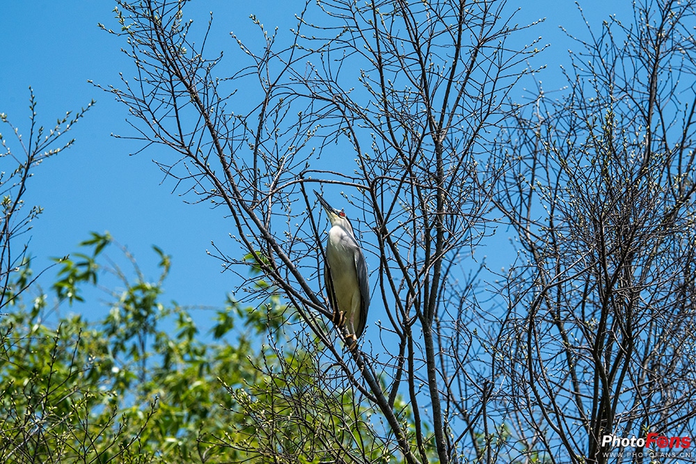 尼康180-400定焦镜头评测,尼康超长焦100-400和180-600