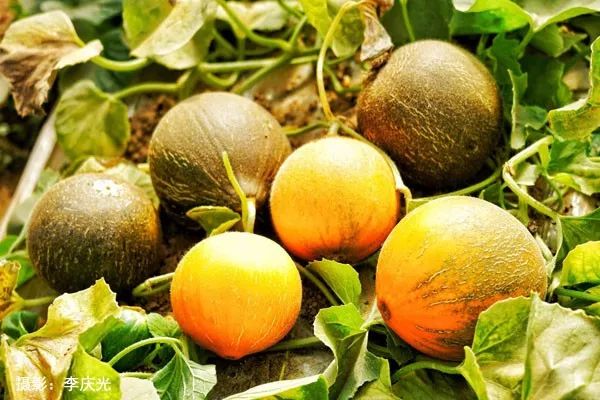 天下第一菜的西瓜视频,天下第一瓜只有在磴口能吃上