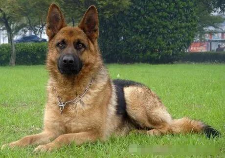 德牧一个礼拜不洗澡就臭,德牧洗澡后身上有臭味怎么办