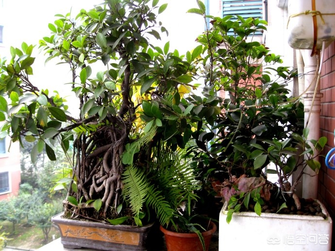 暑假放假多肉怎么办,多肉夏季没有遮阳会死吗