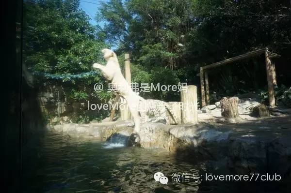 一日游广州长隆野生动物园攻略,广州长隆野生动物园自由行攻略