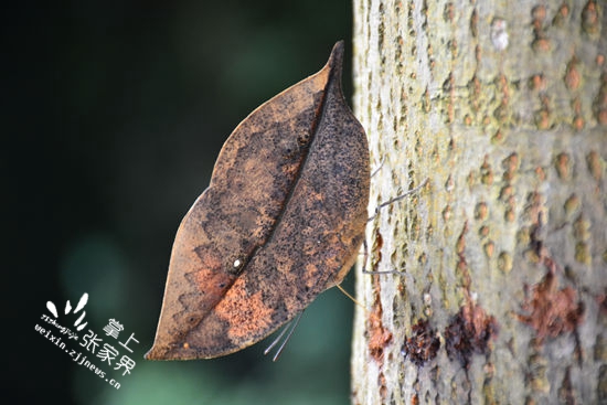 请鉴定:这是不是一片树叶/请投稿:二千奖金可能就是你的,更多