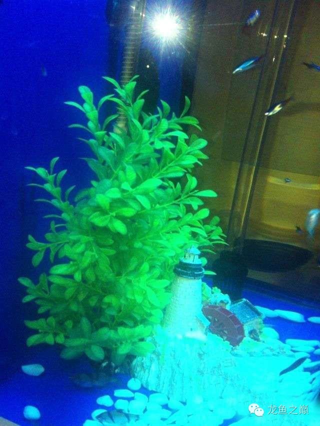 慢慢爱上养鱼,年纪到了爱上养鱼