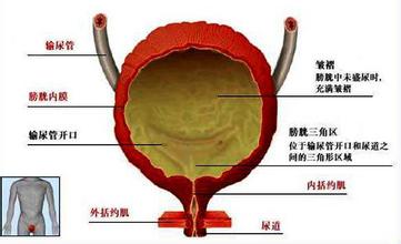 你的五脏六腑都在哪个位置,你知道脏腑的位置吗