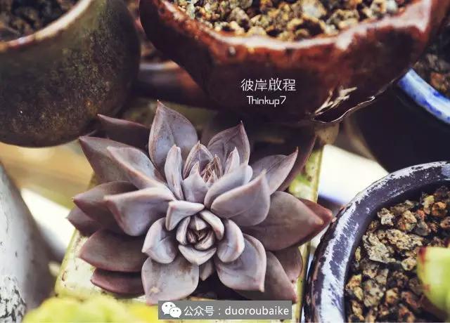 肉肉养在露台夏季要遮阳吗,露养夏天也不遮阳吗