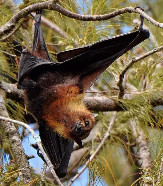 又有一个神秘岛国对中国免签,这个以胖为美的国家,美到极致!