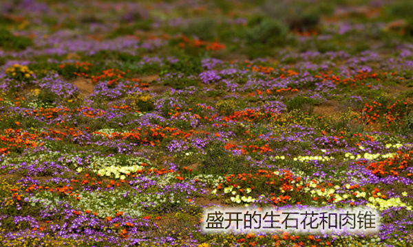 云南多肉植物生石花,南非多肉盆栽生石花
