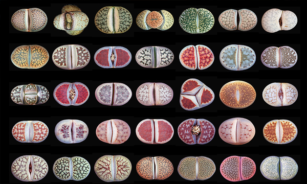 云南多肉植物生石花,南非多肉盆栽生石花