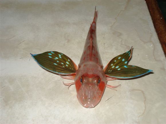 我是远洋渔民，爱钓鱼，更爱周游世界