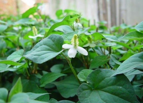 雾霾需要佩戴什么口罩,雾霾戴医疗口罩有用吗