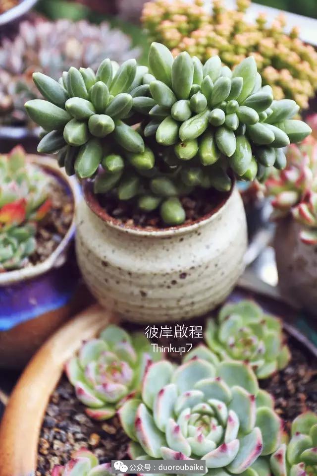 肉肉养在露台夏季要遮阳吗,露养夏天也不遮阳吗