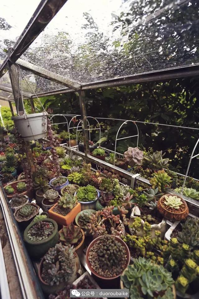 肉肉养在露台夏季要遮阳吗,露养夏天也不遮阳吗