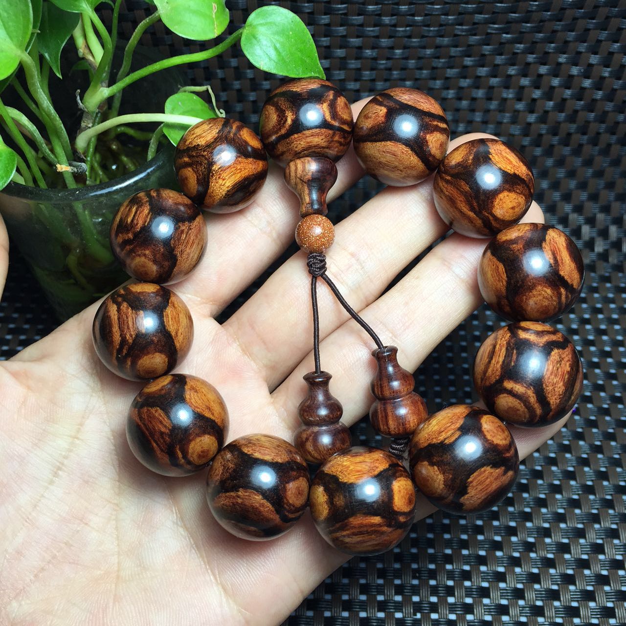 紫檀柳与海黄,紫檀柳对比海黄