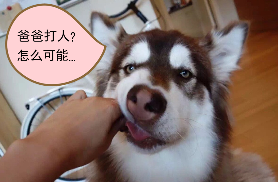 “国民老公”王思聪韩国打人？事件升级疑似炒作