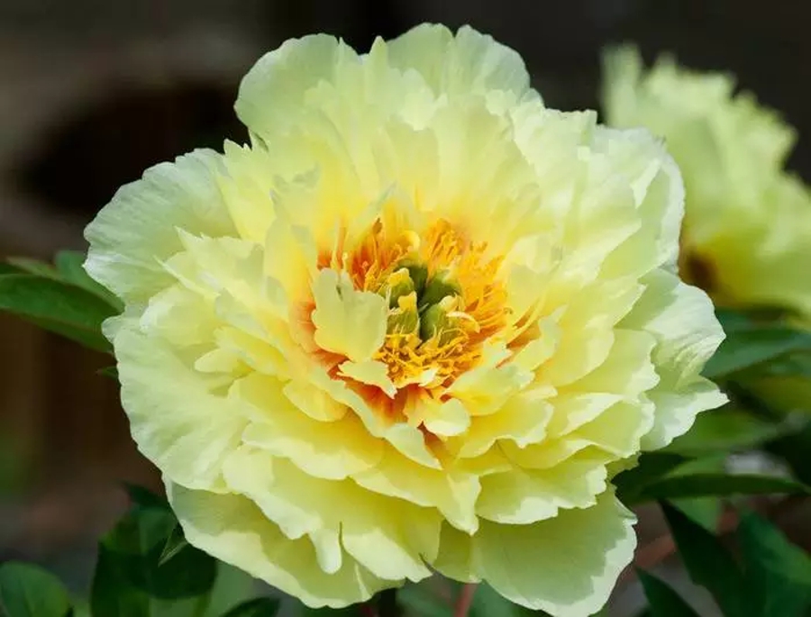 汉字字形字音之美,汉字有字音之美