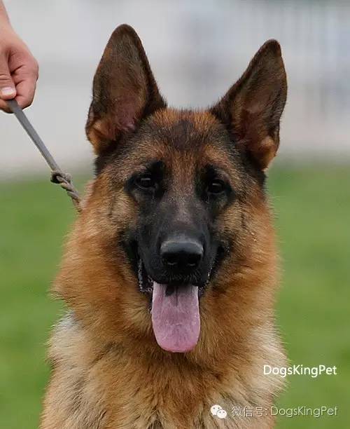 闄曡タ鍜搁槼绉︽簮鐘垗,绉︽簮鐘垗