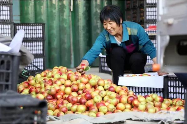 万荣油桃“国际化”的“前世今生”