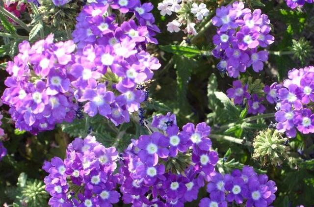 这13种开紫色花的花卉你认识几种,常见的紫色的花卉大全及图片