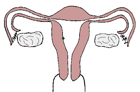 海带是怎么生宝宝的,海带有助于生儿子吗