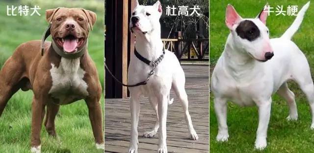 厉害的狗和狮子pk哪个更强,趣说动物小狗