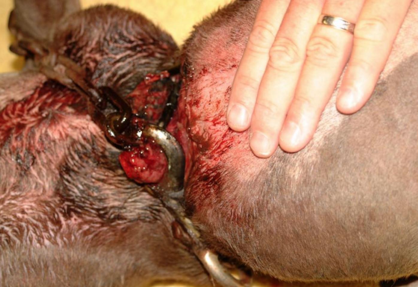 狗狗头被打肿了,狗狗鼻子被蜜蜂叮肿了视频