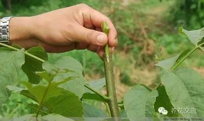 学会这两种嫁接方法，我变成了一个“高技”的花友！