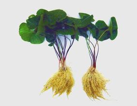 剂量越大毒性越低的药,药量太大能不能解毒