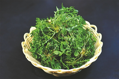 走进春天的田野听一听野菜的故事