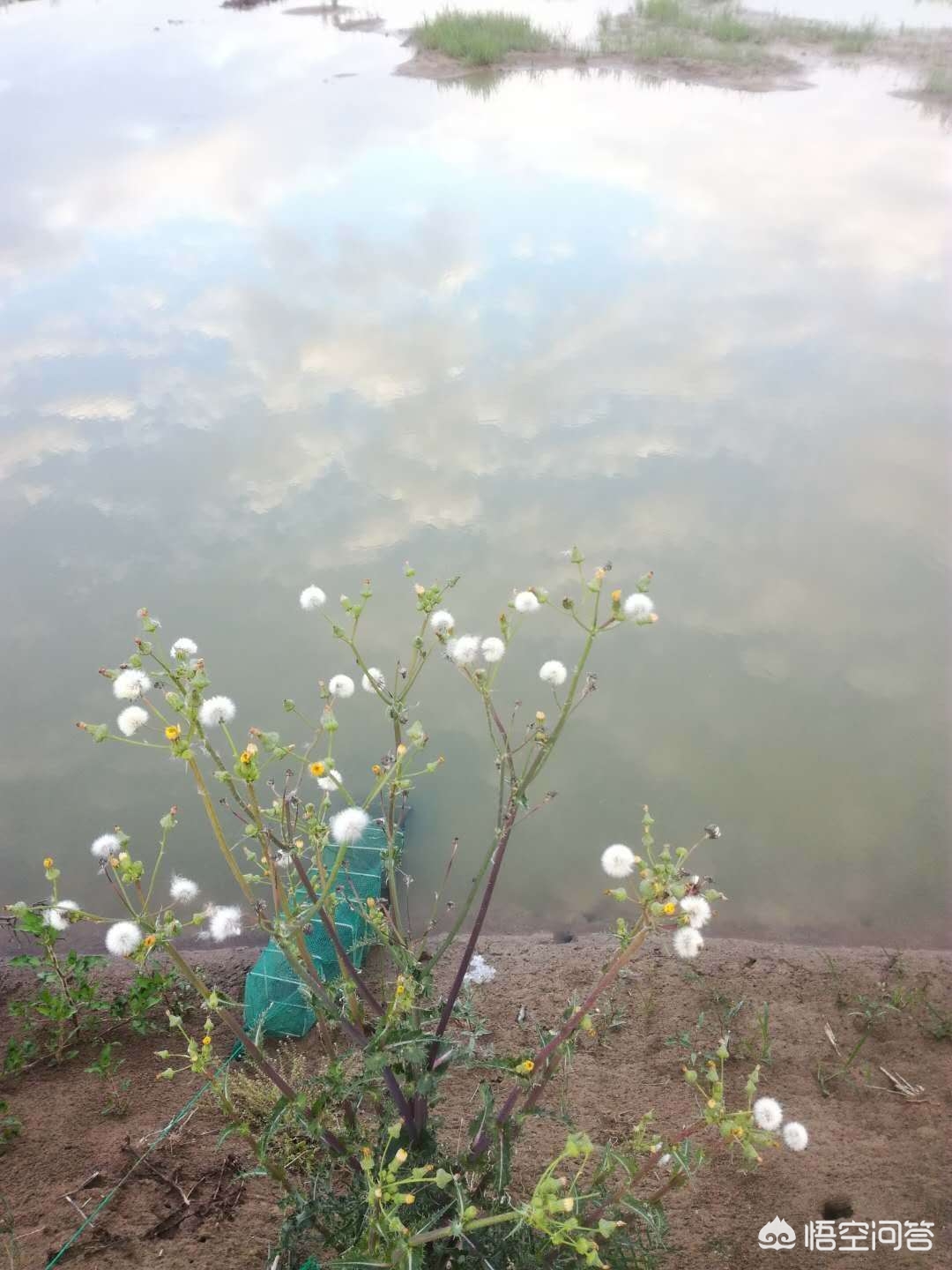 养小龙虾赚钱吗怎样养殖确保收益,盱眙养殖小龙虾赚钱