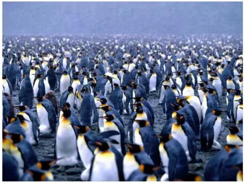 世界第一的比利时,比利时为什么长时间排世界第一