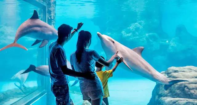 长隆欢乐世界父亲节,父亲节长隆野生动物园门票优惠