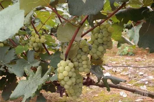 贵阳夏季鲜果采摘全攻略都在这了收好不谢