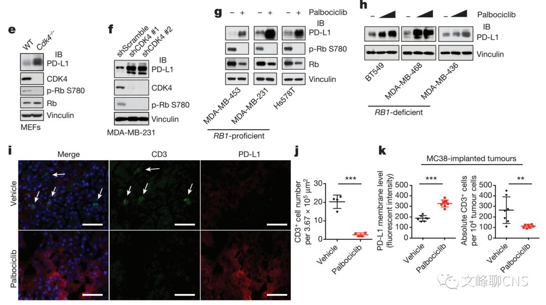 细胞周期与肿瘤治疗,肿瘤细胞的免疫逃逸与免疫治疗