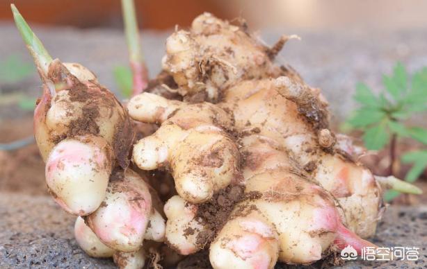 生姜干瘪了是什么原因,怎样储存生姜保鲜不发霉不干瘪